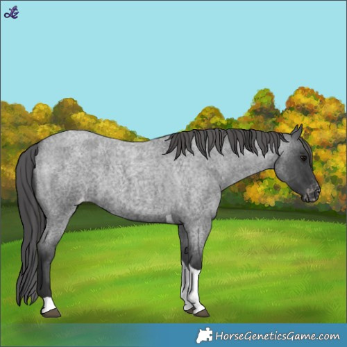 Horse Color:Blue Roan Tobiano Appaloosa 