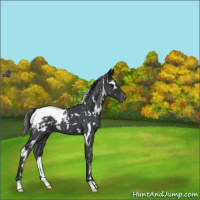 Horse Color:White Spotted Blue Roan Snowflake Varnish