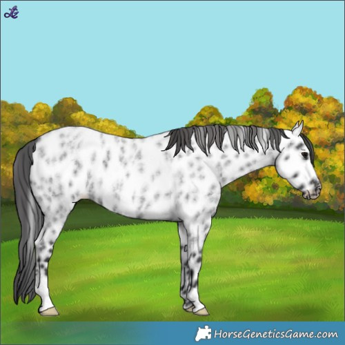 Horse Color:Blue Roan Appaloosa 
