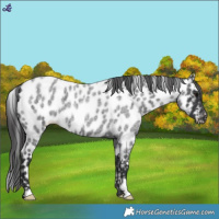 Horse Color:Blue Roan Near Leopard 