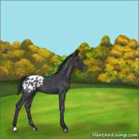 Horse Color:Blue Roan Appaloosa