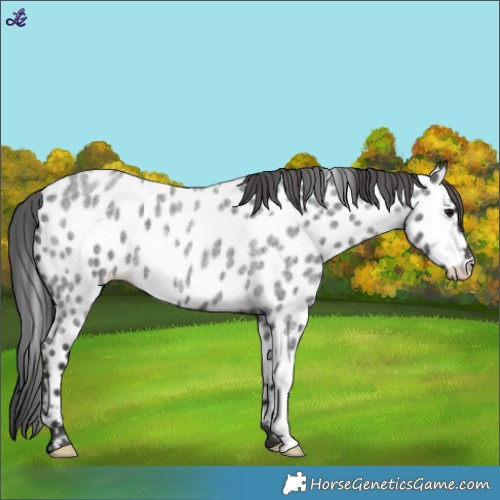 Horse Color:Blue Roan Appaloosa 