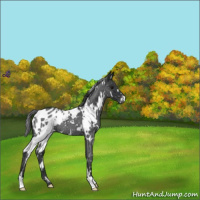 Horse Color:White Spotted Blue Roan Appaloosa