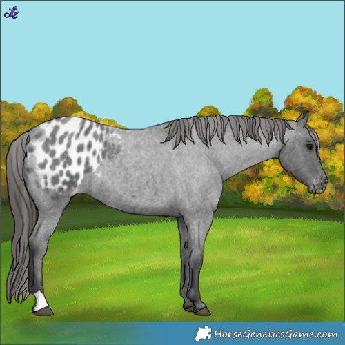 Horse Color:Blue Roan Appaloosa 