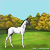 Horse Color:Blue Roan Tobiano Near Fewspot 