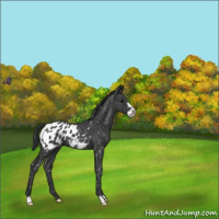 Horse Color:Blue Roan Frame Appaloosa 