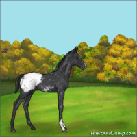 Horse Color:Blue Roan Snowcap 