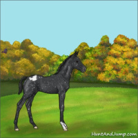 Horse Color:Blue Roan Appaloosa 