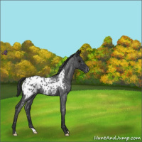 Horse Color:Blue Roan Appaloosa 