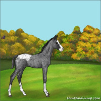Horse Color:Blue Roan Splash Appaloosa 