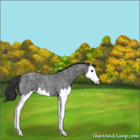 Horse Color:Blue Roan Splash Snowflake Varnish