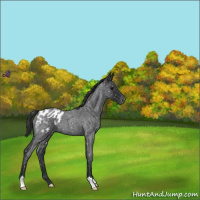 Horse Color:Blue Roan Appaloosa 