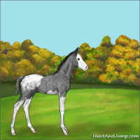 Horse Color:Blue Roan Splash Appaloosa