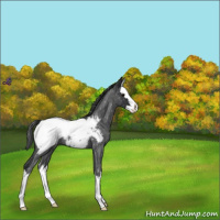 Horse Color:Blue Roan Splash Near Fewspot 