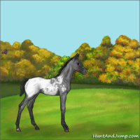 Horse Color:Blue Roan Snowcap 
