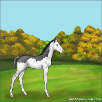 Horse Color:Blue Roan Splash 