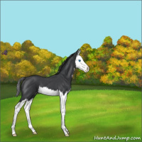 Horse Color:Blue Roan Splash Appaloosa 