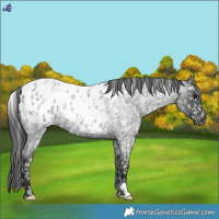 Horse Color:Blue Roan Appaloosa 