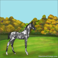 Horse Color:White Spotted Blue Roan Snowflake Varnish