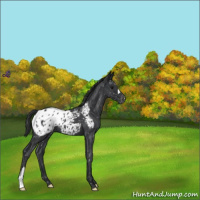 Horse Color:Blue Roan Appaloosa 