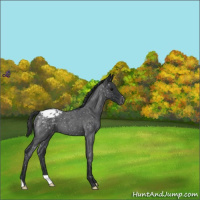 Horse Color:Blue Roan Snowflake Varnish 