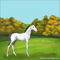 Horse Color:White Spotted Blue Roan Splash Appaloosa 