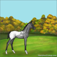 Horse Color:Blue Roan Snowcap Rabicano 