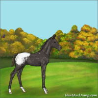 Horse Color:Smoky Black Snowflake Varnish