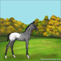 Horse Color:Blue Roan Snowflake VarnishRabicano 