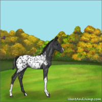 Horse Color:Blue Roan Appaloosa Rabicano 