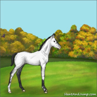 Horse Color:Blue Roan Near Fewspot 