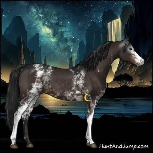 Horse Color:Gray White Spotted Bay