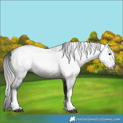 Horse Color:Gray White Spotted Brown 