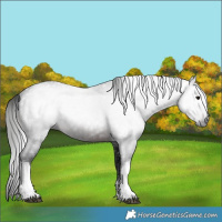 Horse Color:Gray White Spotted Brown 