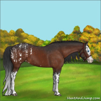 Horse Color:Brown Sabino Splash Blanket  and Brown Sabino Splash Varnish 