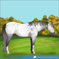 Horse Color:Gray Bay Appaloosa 