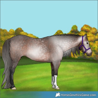 Horse Color:Gray Bay Varnish 