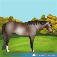 Horse Color:Gray Bay 