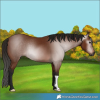 Horse Color:Gray Bay 