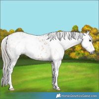 Horse Color:Gray Buckskin Leopard 