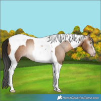 Horse Color:Gray Amber Champagne Tobiano 