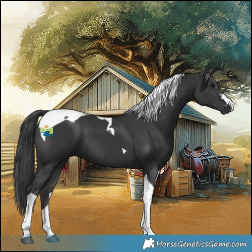 Horse Color:Black Tobiano 