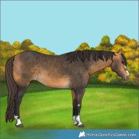Horse Color:Buckskin 