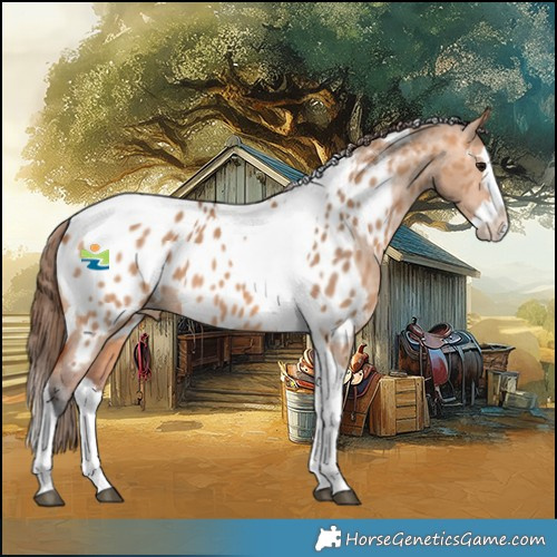 Horse Color:Bay Dun Splash Tobiano Appaloosa 