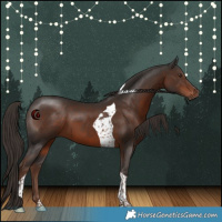 Horse Color:Liver Chestnut Tobiano 