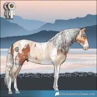 Horse Color:Silver Bay Sabino Splash Tobiano  and Silver Buckskin Roan Tobiano Appaloosa 