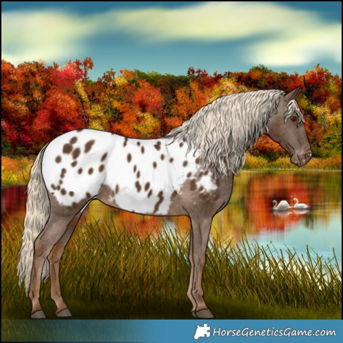 Horse Color:Chocolate Palomino Appaloosa 