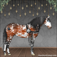 Horse Color:White Spotted Bay Splash 
