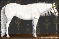 Horse Color:Cremello Sabino  and Cremello Sabino Splash 