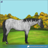 Horse Color:Blue Roan Rabicano